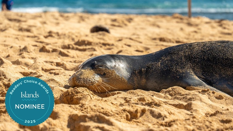 A monk seal napping in the sand on Poʻipū Beach, Kauaʻi