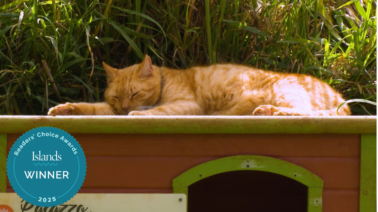 A cat sleeping at Lanai Cat Sanctuary