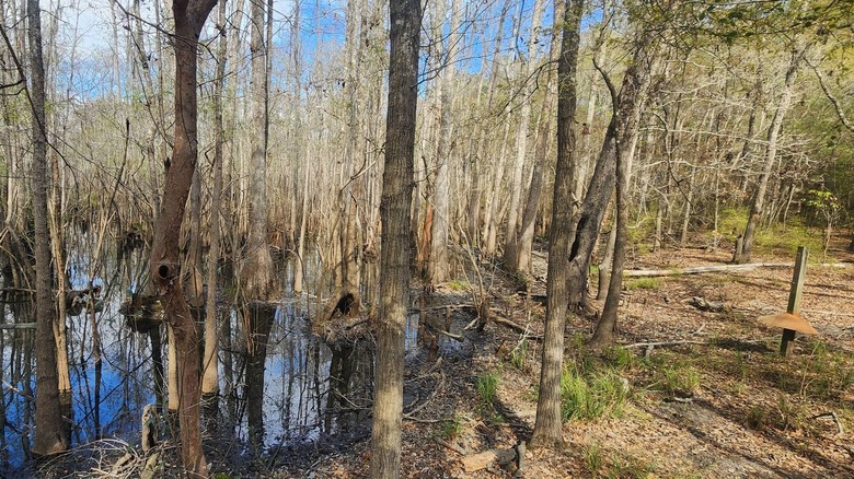 Swampy area at Waccamaw River Park