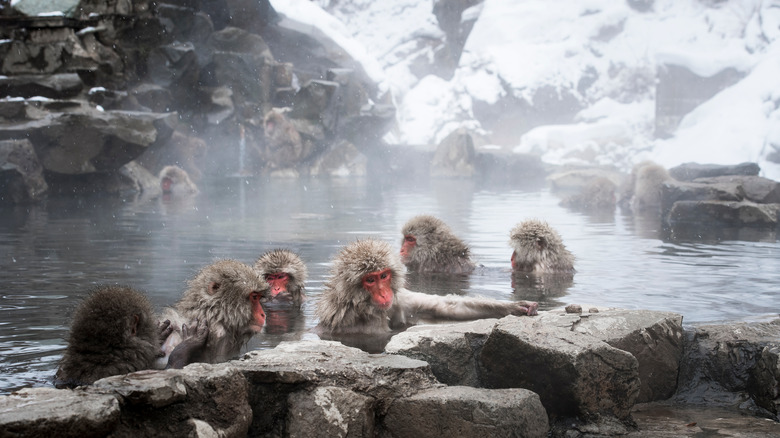 monkeys bathing in hot spring