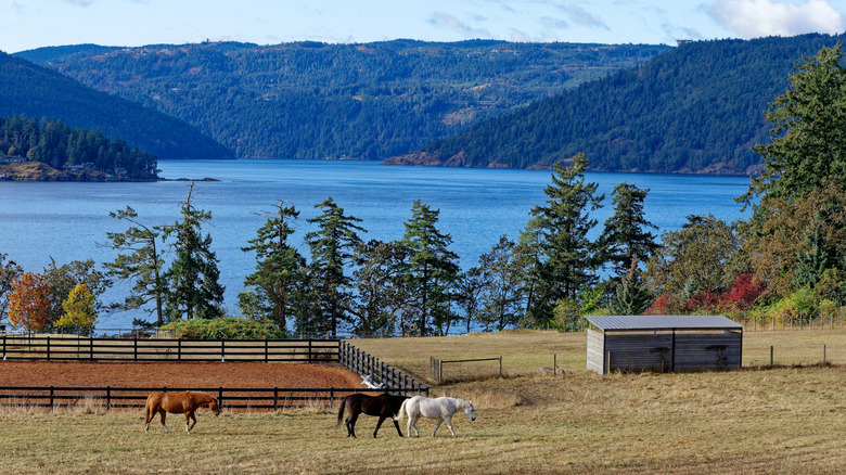 Horses stand in a farm field before the sea in North Saanich