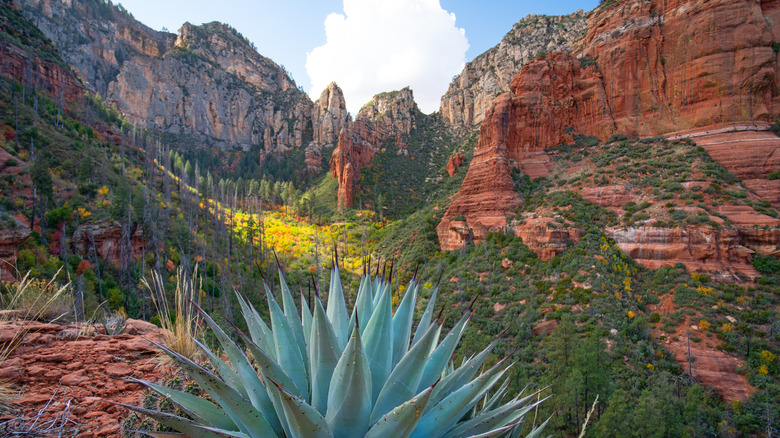 A beautiful nature scene in the red rock mountains of Arizona