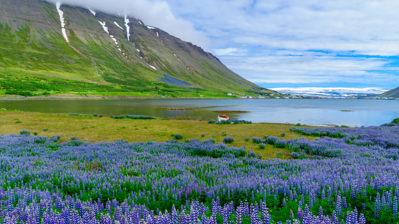 The remote town of Isafjordur, part of the Westfjords region