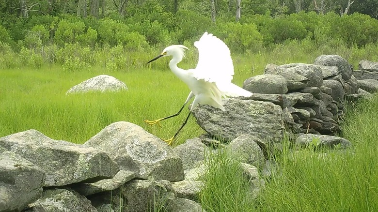 A Snowy Egret lands on a stone wall on Prudence Island.