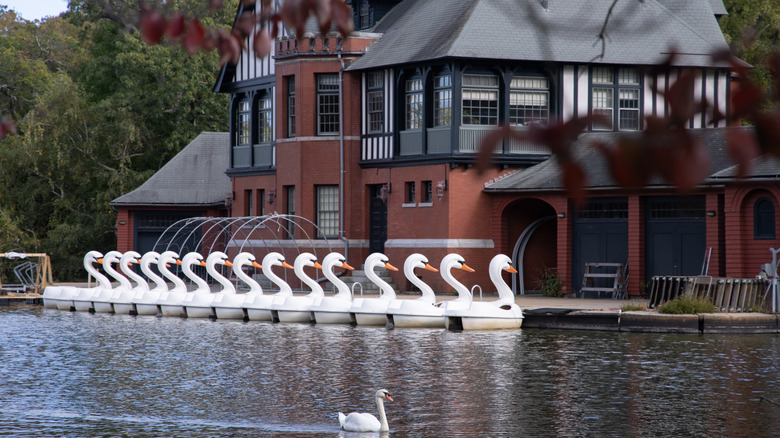 Swan boats (and a real swan) in Roger Williams Park in Providence, Rhode Island