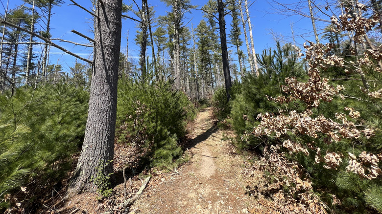A dirt trail stretches into the woods in rural Rhode Island