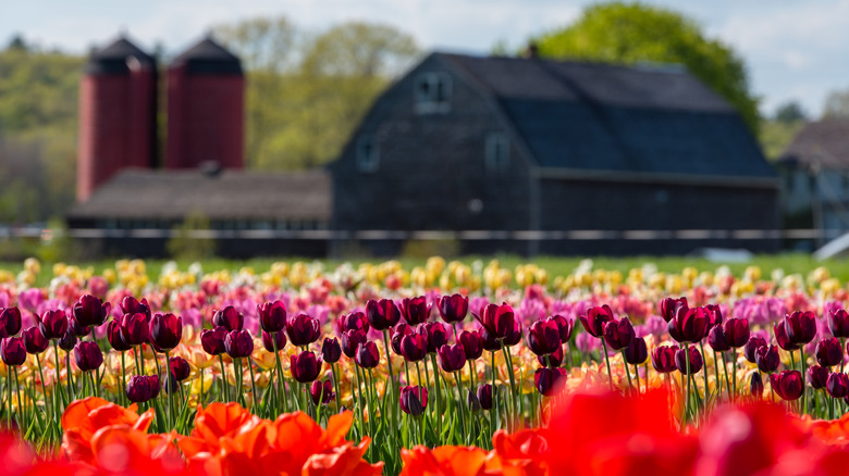 A tulip farm in Johnston, Rhode Island