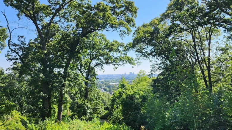 Trees at Neutaconkanut Hill Park overlooking the distant city of Providence, Rhode Island