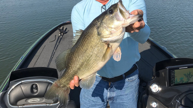A fisher holds a massive bass at Richland-Chamber Reservoir in Texas