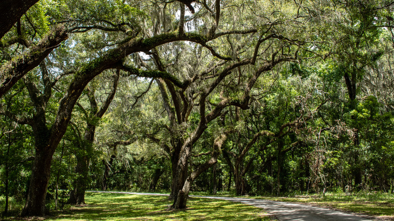 A wooded scene in Florida's Withlacoochee State Forest