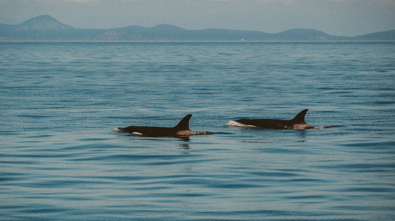 Two orcas swimming in the Puget Sound near Seattle