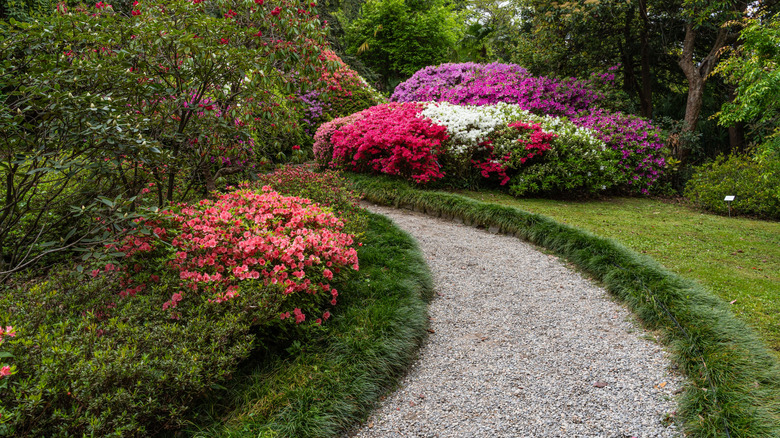 Path surrounded by blooming azaleas in Villa Carlotta