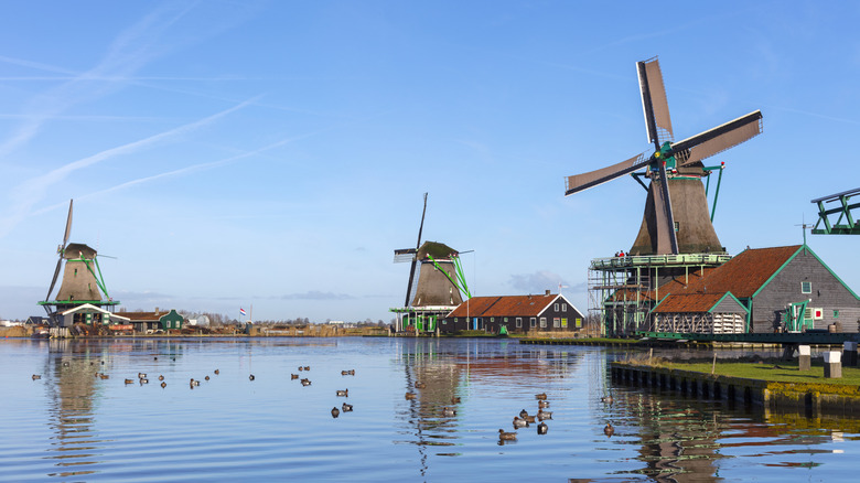 Ducks on the Zaan River in Zaanse Schans