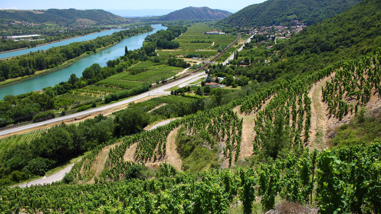 Vineyards in the Rhone river valley France