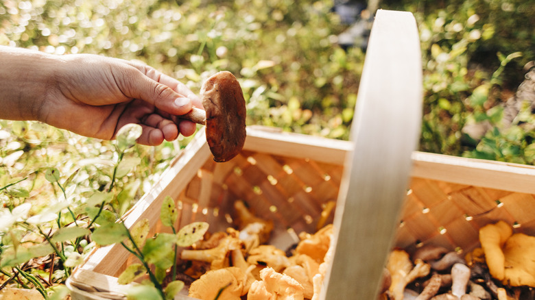 Person placing mushroom in a basket
