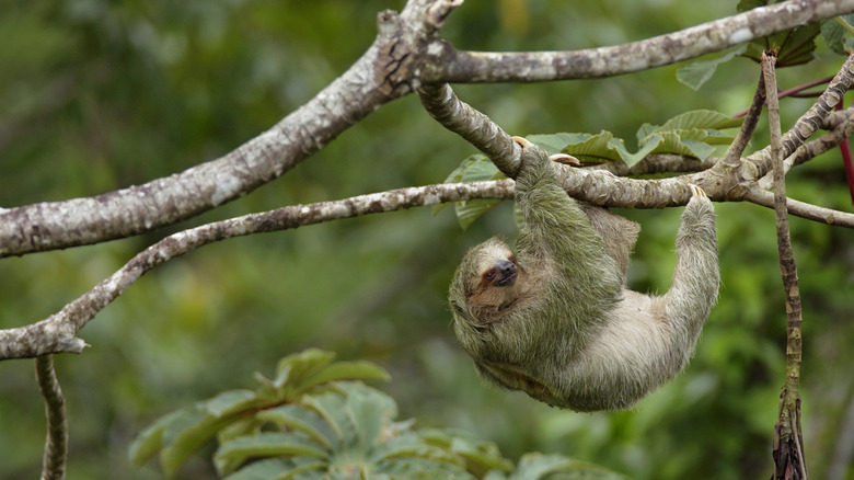 Costa Rica's three-toed sloth is part of the abundant fauna and biodiversity
