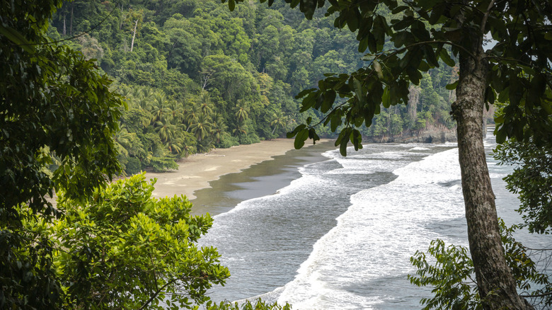 View of a secluded beach surrounded by tropical rainforest in Costa Rica
