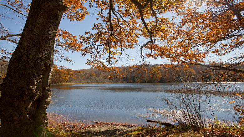 Berry Pond in Pittsfield State Forest in autumn