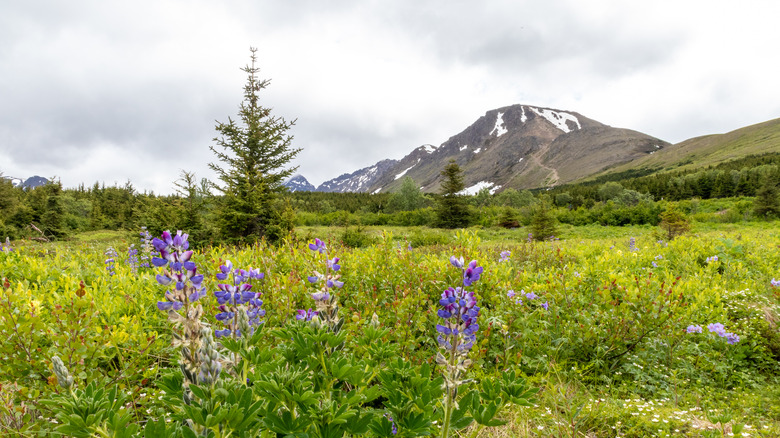 Lupine in bloom along the trail in Chugach State Park
