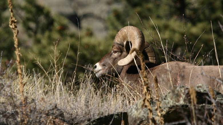 A bighorn sheep in tall grasses in Rocky Mountain National Park