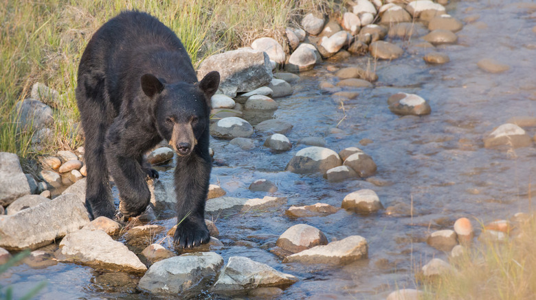 A young black bear crossing a stream in the Rocky Mountains