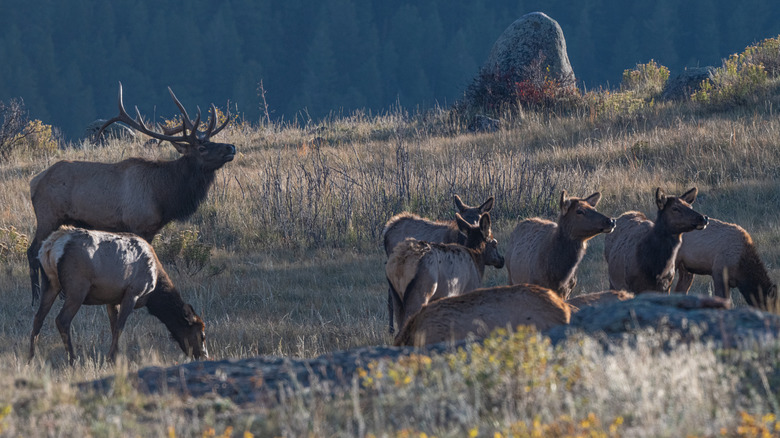 A small herd of elk in Rocky Mountain National Park