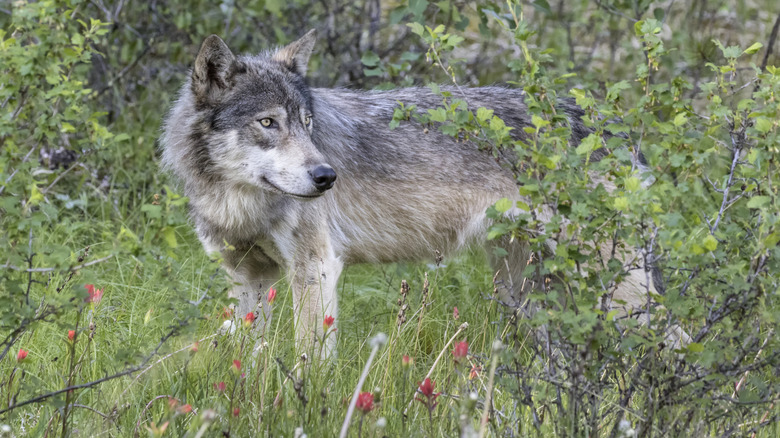 Gray wolf in brushy vegetation and wildflowers