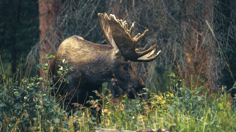 A bull moose grazing in Rocky Mountain National Park
