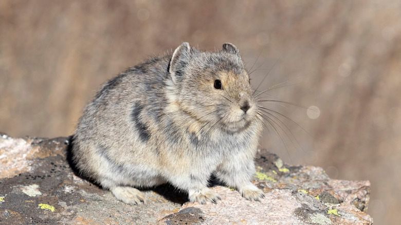 Pika in the Rocky Mountains