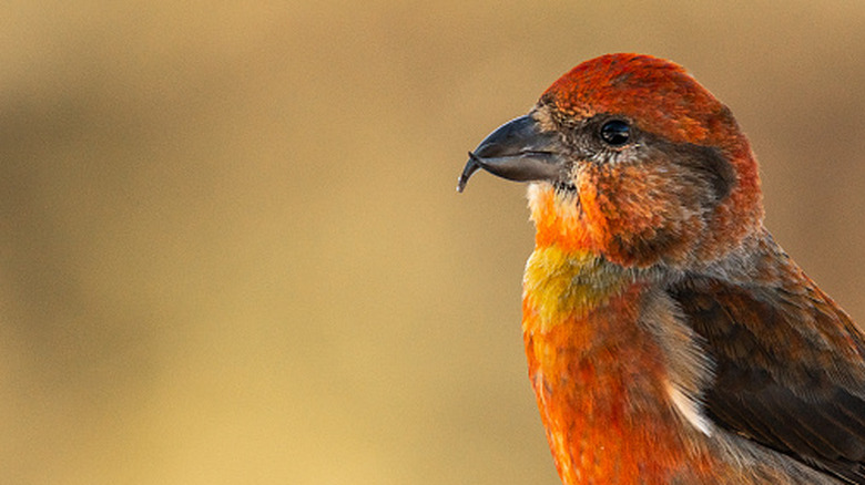 A red crossbill looking into the distance