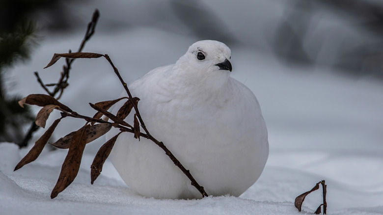 White-tailed Ptarmigan in the snow