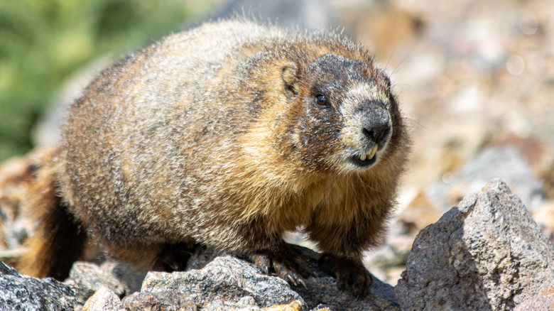 Yellow-bellied marmot in Rocky Mountain National Park
