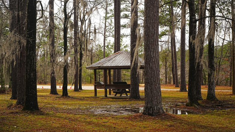 A wooded rest area consisting of a picnic table and covered pavilion at Roland Cooper State Park, Alabama