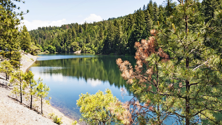 A shoreline view of Rollins Lake with its mirror-like surface reflecting trees and clouds.