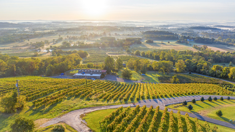 loudoun county virginia vineyard landscape