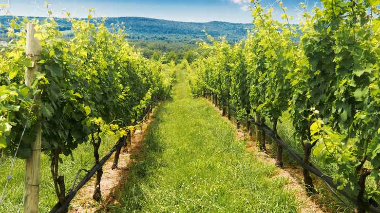 vineyard leesburg Virgina loudoun county