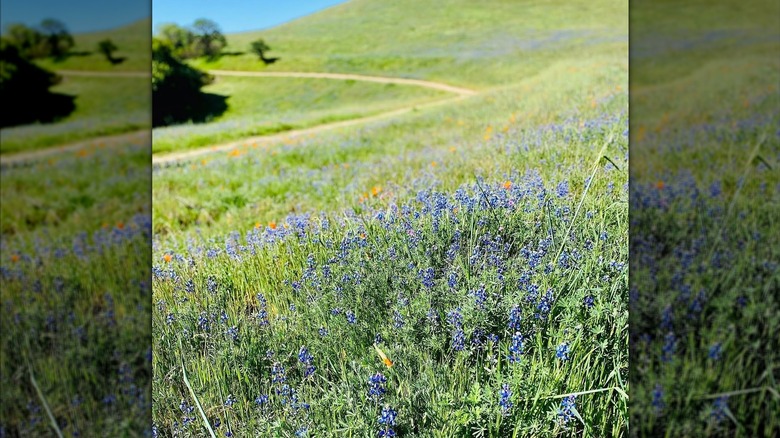 Wildflowers at Russian Ridge Open Space Preserve