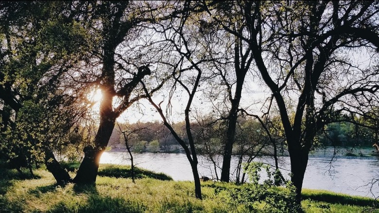 Trees and grass along the banks of the American River in Hagan Park, Rancho Cordova, California