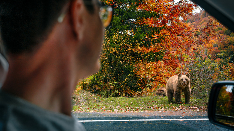 Person looking at a bear by the side of the road from their car window
