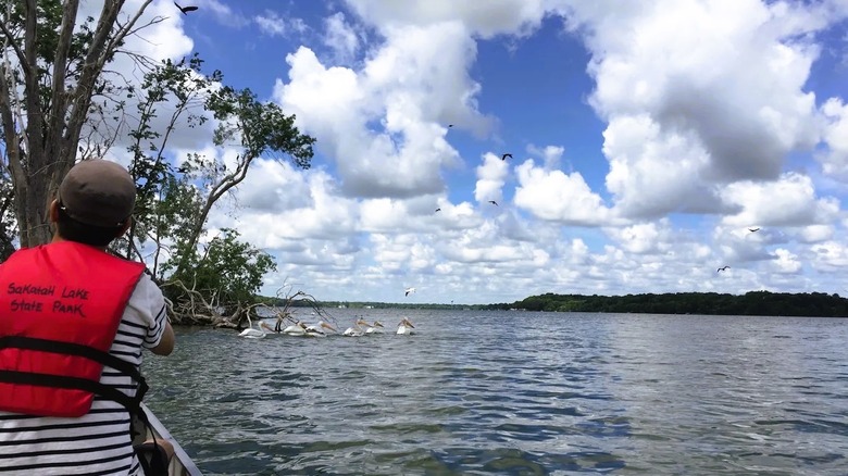 A person in a canoe along Sakatah Lake in Minnesota, featuring calms waters with a flock of pelicans drifting nearby.