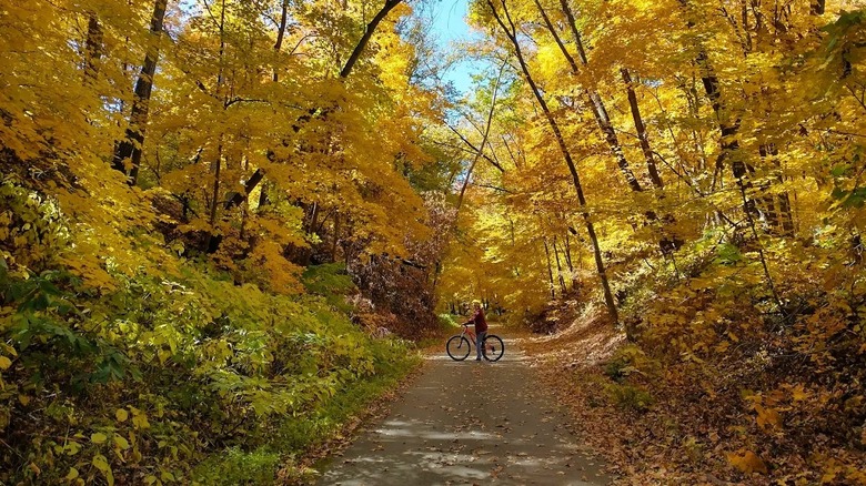 A biker on a paved trail inside Sakatah Lake State Park, surrounded by a canopy of trees with golden leaves.