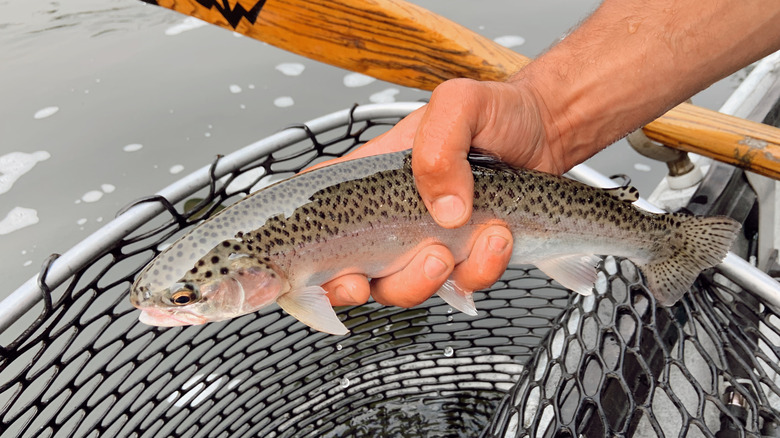Man holding fish caught in Klamath River