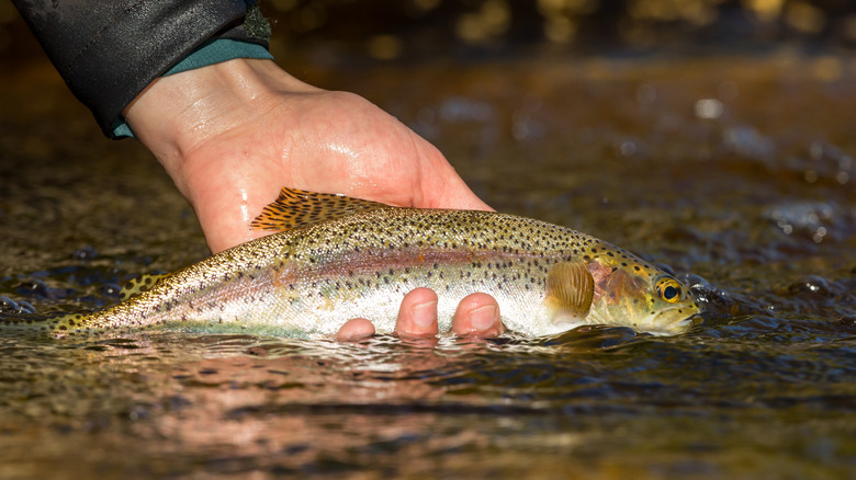A fisherman holds a rainbow trout