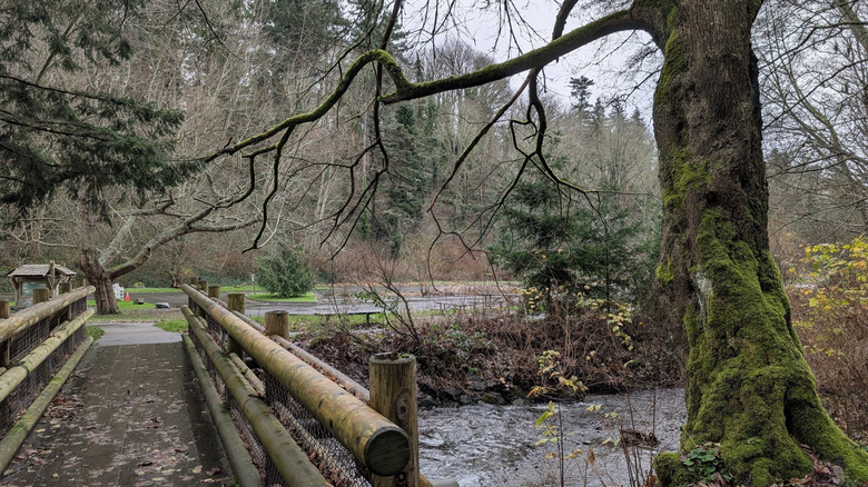 view from a trail in Saltwater State Park, Washington
