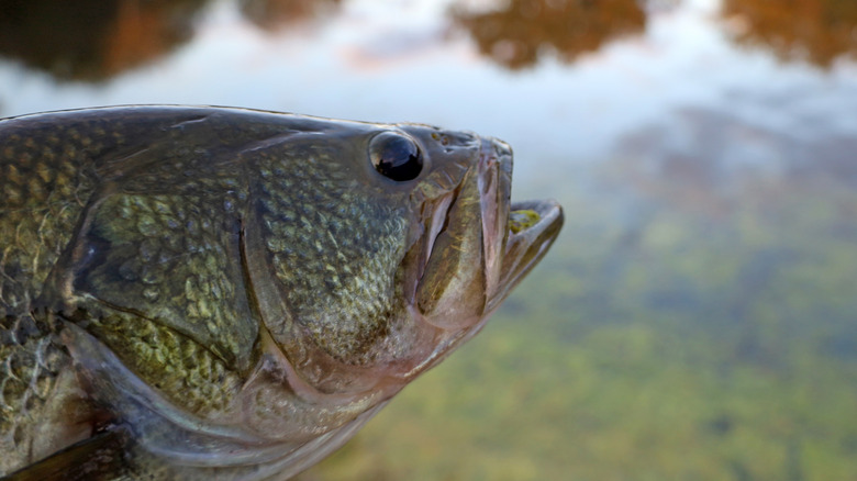 A largemouth bass caught at Lake Sam Rayburn in Texas