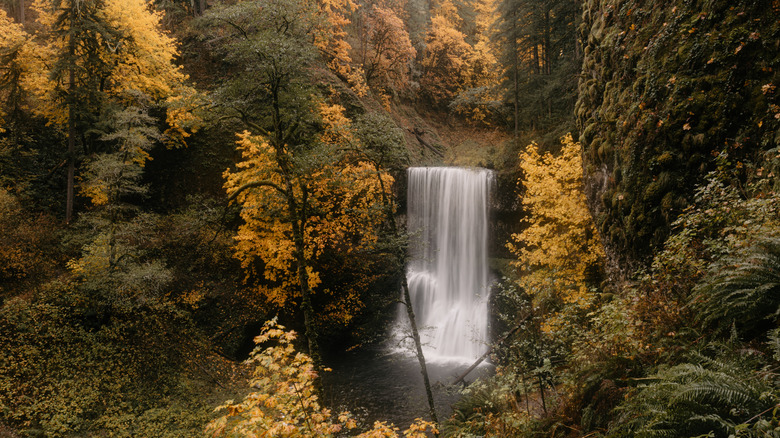 Silver Falls surrounded by fall foliage in Silver Falls State Park, Oregon