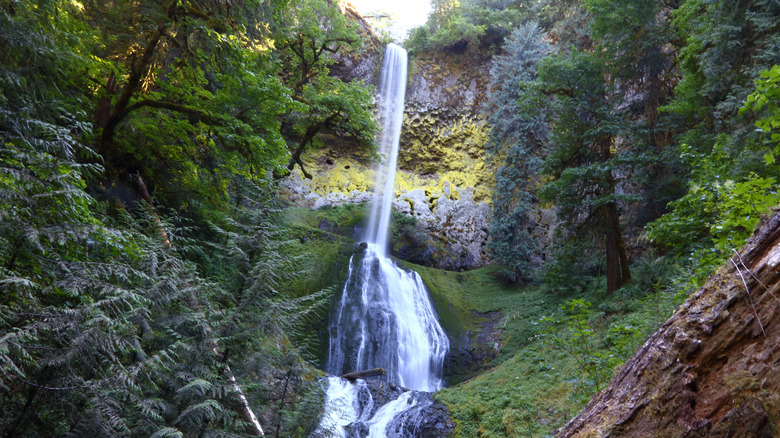 Trees surrounding Pup Creek Falls in Oregon