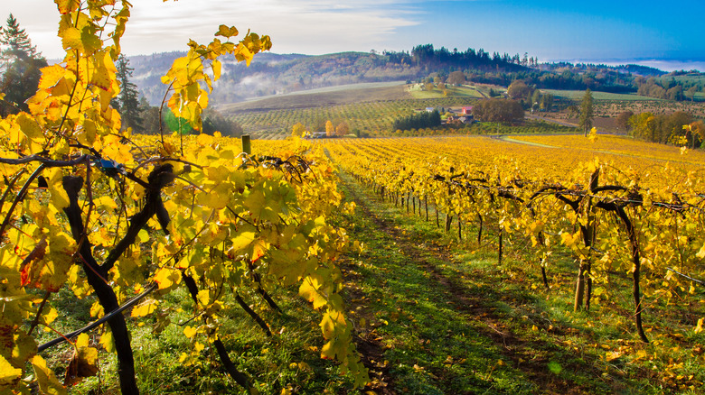 A vineyard with autumn leaves in Oregon's Willamette Valley