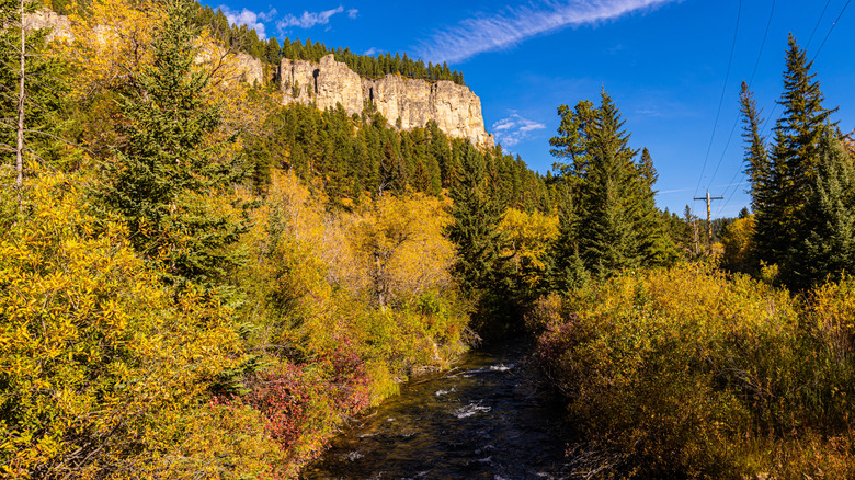Greenery and a creek in Spearfish Canyon in Black Hills during autumn