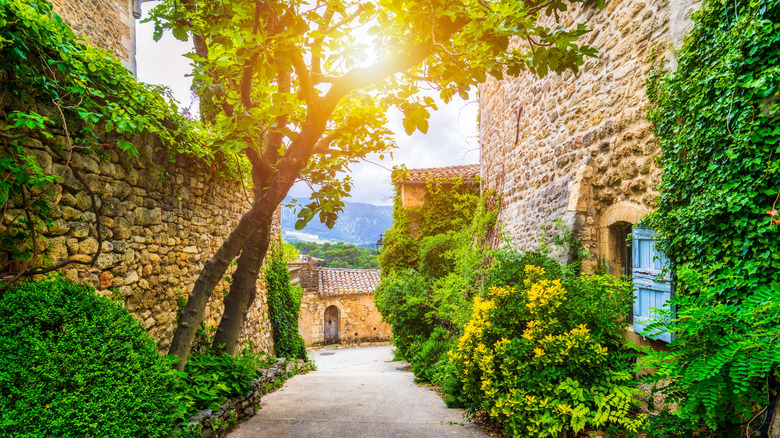 Small street in Menerbes, France, with the sun peeking through a tree surrounded by stone buildings